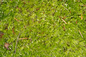 Dicranum scoparium (windswept moss, broom forkmoss, dicranum moss)