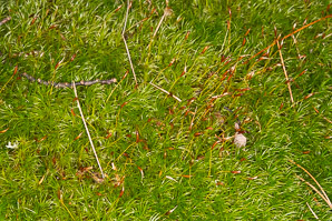 Dicranum scoparium (windswept moss, broom forkmoss, dicranum moss)