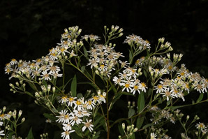 Doellingeria umbellata (flat-topped white aster, umbellate aster, parasol whitetop, tall flat-topped white aster)