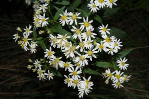 Doellingeria umbellata (flat-topped white aster, umbellate aster, parasol whitetop, tall flat-topped white aster)