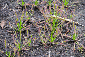 Drosera capensis (sundew, Cape sundew)