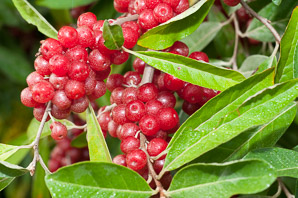 Elaeagnus umbellata (autumn olive, Japanese silverberry)