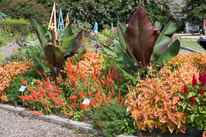 Ensete ventricosum (Ethiopian banana, false banana, ensete, Abyssinian banana)