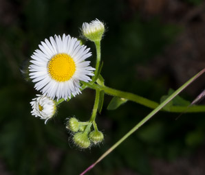 Erigeron annuus (daisy fleabane, rough fleabane, eastern daisy fleabane)
