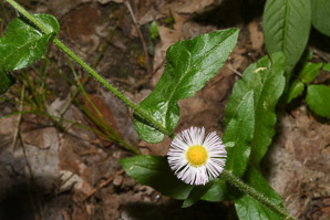 Erigeron philadelphicus (common fleabane, Philadelphia fleabane)