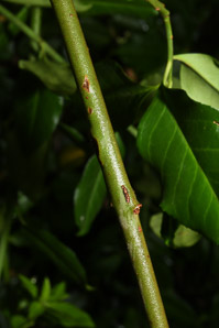 Euonymus fortunei (common wintercreeper, climbing euonymous, Fortune’s spindle, wintercreeper, climbing euonymus, winter creeper)