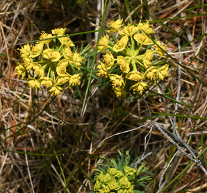 Euphorbia cyparissias (cypress spurge, spurge)