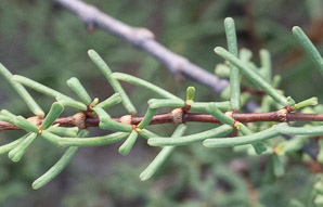Euphorbia viminea (spurred chamaesyce)