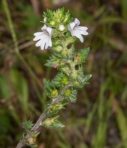Euphrasia nemorosa (common eyebright)