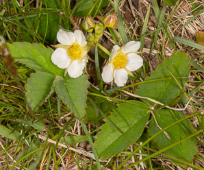 Fragaria virginiana (common strawberry, Virginia strawberry, wild strawberry, strawberry)