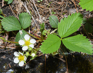 Fragaria virginiana (common strawberry, Virginia strawberry, wild strawberry, strawberry)