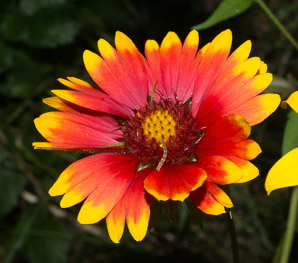 Gaillardia pulchella (gaillardia, Indian blanket, firewheel, sundance)