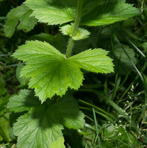 Geum aleppicum (yellow avens, common avens)