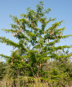 Gleditsia triacanthos (honey locust, thornless honey locust, honeylocust)