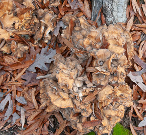 Grifola frondosa (hen of the woods)