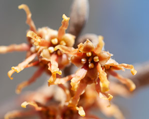 Hamamelis × (witchazel, witch hazel)