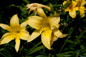 Hemerocallis L. (daylily)