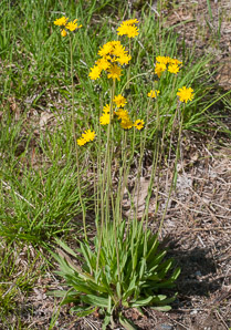 Hieracium caespitosum (field hawkweed, yellow hawkweed, meadow hawkweed, king devil, yellow paintbrush, devil’s paintbrush, yellow devil, yellow fox-and-cubs, yellow king-devil)