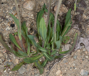 Hieracium floribundum (pale hawkweed, smoothish hawkweed, yellow hawkweed, yellow devil hawkweed)