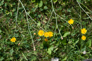 Hieracium paniculatum (panicled hawkweed, Allegheny hawkweed)