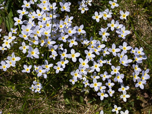 Houstonia caerulea (bluets, quaker ladies, azure bluet, bluet)