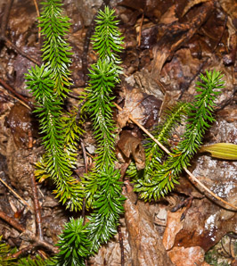 Huperzia selago (northern firmoss, fir clubmoss)