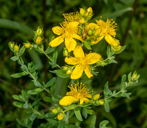 Hypericum perforatum (St. John’s wort, common St. John’s wort, common St. Johnswort)