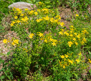 Hypericum perforatum (St. John’s wort, common St. John’s wort, common St. Johnswort)