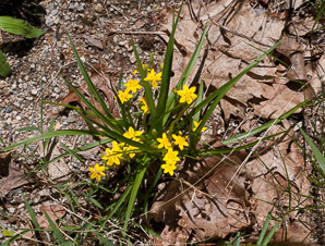 Hypoxis hirsuta (star grass, common goldstar)