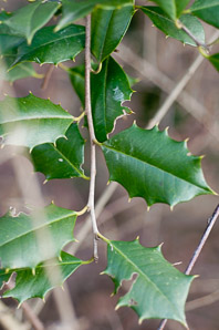 Ilex L. (holly)