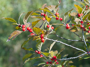 Ilex verticillata (winterberry, common winterberry)