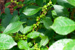 Ilex verticillata (winterberry ‘Red Sprite’, winterberry, American winterberry)
