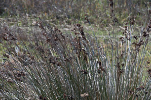 Juncus acutus (spiny rush, sharp rush)
