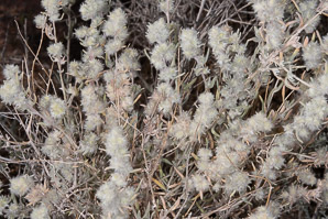 Krascheninnikovia lanata (winter fat, white sage, winter-sage, feather-sage, sweet sage, lambstail, winterfat)
