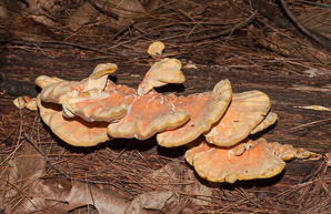 Laetiporus sulphureus (sulphur shelf, chicken of the woods, chicken mushroom, chicken fungus)