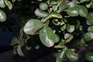 Lagerstroemia indica (crape myrtle, crapemyrtle)