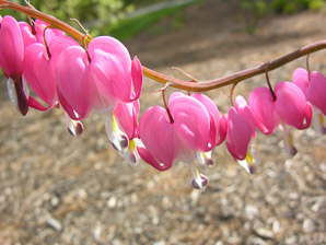 Lamprocapnos spectabilis (bleeding hearts, lyre flower, lady-in-a-bath, bleeding heart)