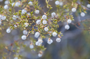 Larrea tridentata (creosote bush, chaparral)