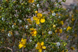 Larrea tridentata (creosote bush, chaparral)