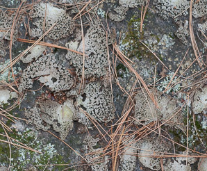 Lasallia papulosa (common toadskin lichen, blistered naval lichen)