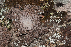 Lasallia papulosa (common toadskin lichen, blistered naval lichen)