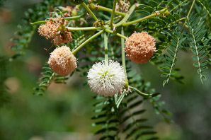 Leucaena leucocephala (white leadtree, jumbie bean, jumbay, river tamarind, pearl wattle, ipil-ipil, tan-tan, white popinac, coffee bush, cow tamarind, miusina)