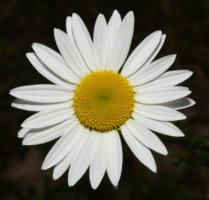 Leucanthemum vulgare (oxeye daisy, ox-eye daisy)