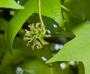 Liquidambar styraciflua (American sweetgum, redgum, sweetgum, starleaf-gum)