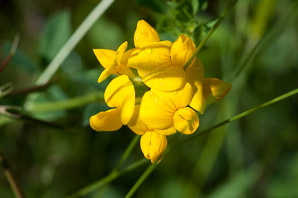 Lotus corniculatus (bird’s foot trefoil, bird’s-foot trefoil)