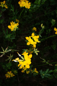 Lotus corniculatus (bird’s foot trefoil, bird’s-foot trefoil)