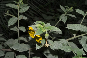 Ludwigia octovalvis (Mexican primrosewillow, primrose willow, primrose-willow, Mexican primrose-willow)