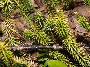 Lycopodium annotinum (bristly clubmoss, interrupted clubmoss, stiff clubmoss)