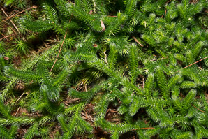 Lycopodium clavatum (common clubmoss, running clubmoss)
