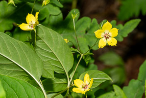Lysimachia ciliata (fringed yellow loosestrife, fringed loosestrife)